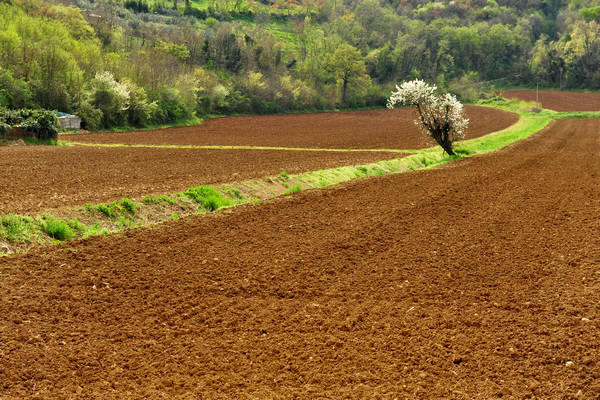 Sossano, Campolongo Val Liona, monte Cistorello, Riveselle Toara