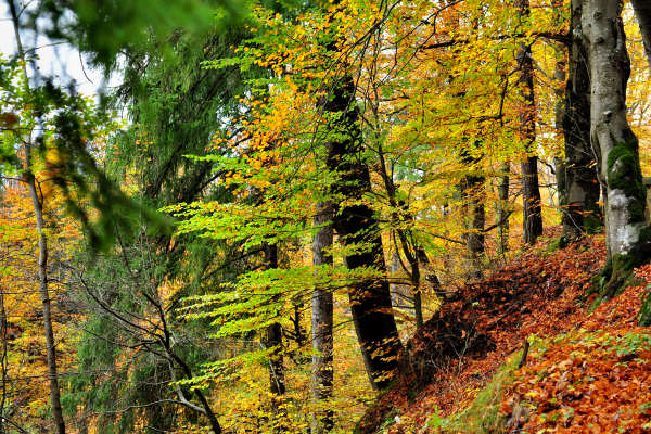 Pieve di Cadore, parco Roccolo monte Rico monte Castello