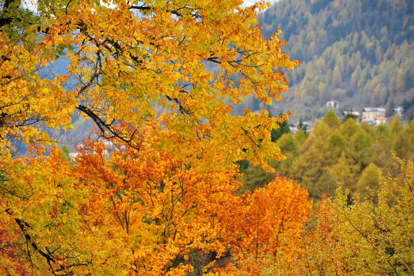 Valle di Cadore, Valboite