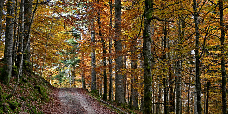 passeggiate in Cansiglio