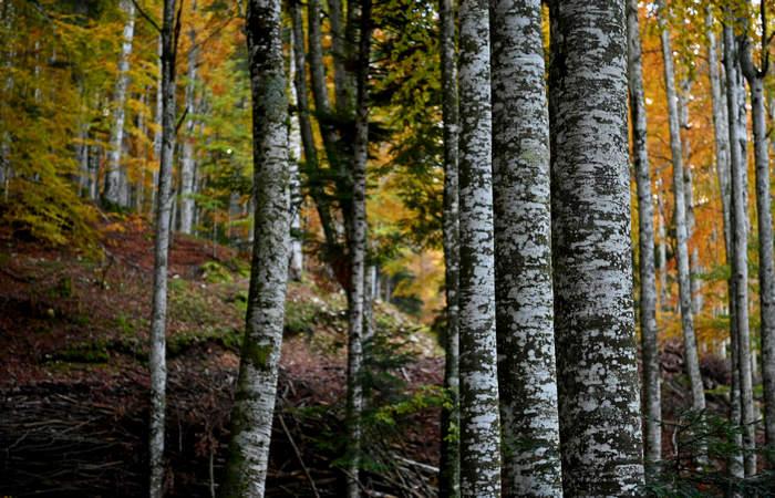 Foliage e colori autunnali nel Bosco del Cansiglio