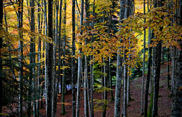 Foliage e colori autunnali nel Bosco del Cansiglio