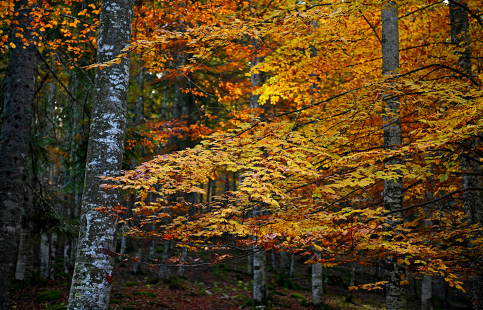 Foliage e colori autunnali nel Bosco del Cansiglio