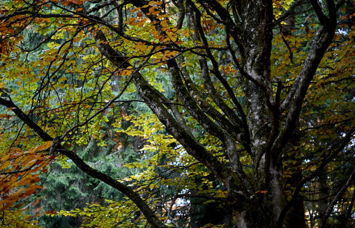 Foliage e colori autunnali nel Bosco del Cansiglio