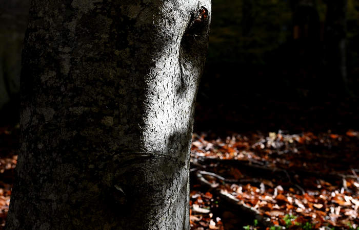 Foliage e colori autunnali nel Bosco del Cansiglio
