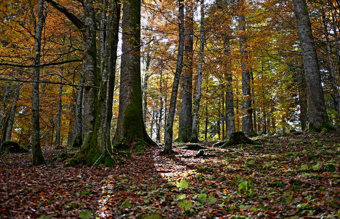 Foliage e colori autunnali nel Bosco del Cansiglio