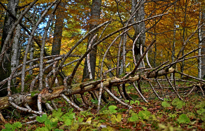 Foliage e colori autunnali nel Bosco del Cansiglio