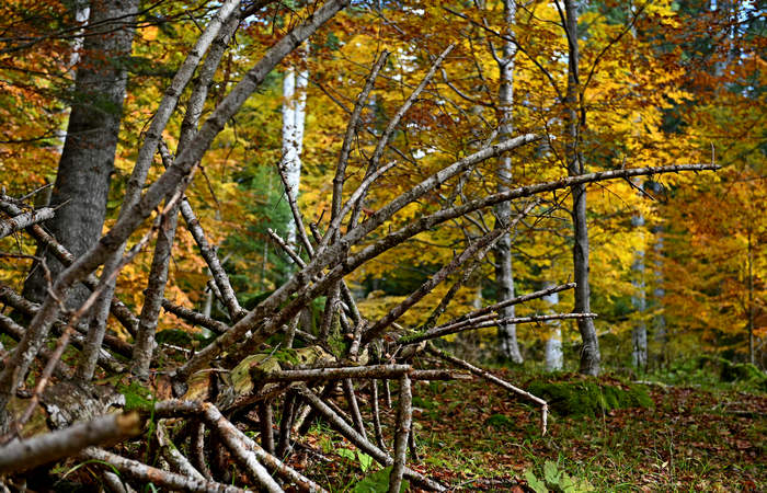 Foliage e colori autunnali nel Bosco del Cansiglio