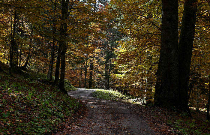 Foliage e colori autunnali nel Bosco del Cansiglio