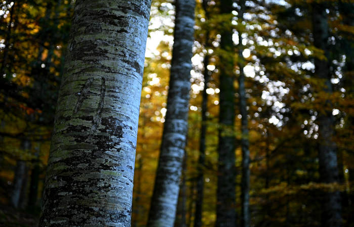 Foliage e colori autunnali nel Bosco del Cansiglio