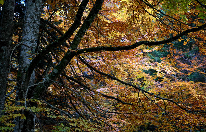 Foliage e colori autunnali nel Bosco del Cansiglio