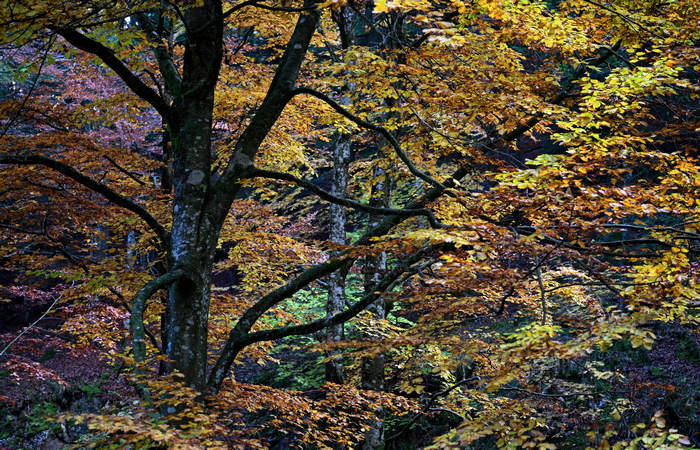 Foliage e colori autunnali nel Bosco del Cansiglio