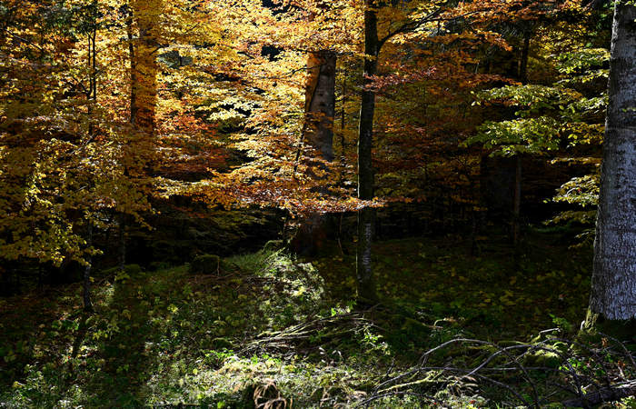 Foliage e colori autunnali nel Bosco del Cansiglio