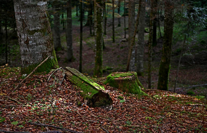 Foliage e colori autunnali nel Bosco del Cansiglio