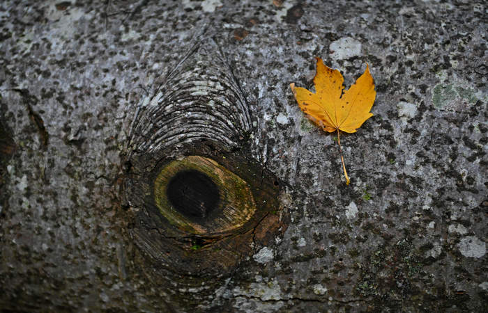 Foliage e colori autunnali nel Bosco del Cansiglio