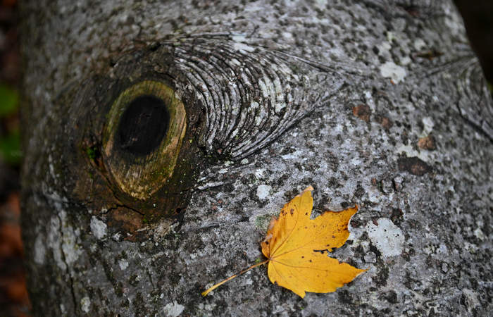 Foliage e colori autunnali nel Bosco del Cansiglio