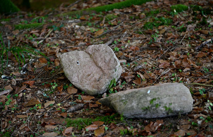 Foliage e colori autunnali nel Bosco del Cansiglio