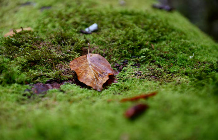 Foliage e colori autunnali nel Bosco del Cansiglio