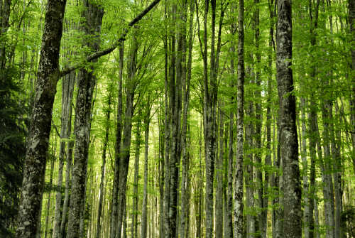 Vallorch passeggiata Pizzoch Millifret Col dela Feda Strada Taffarel