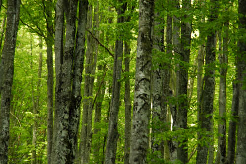 Vallorch passeggiata Pizzoch Millifret Col dela Feda Strada Taffarel