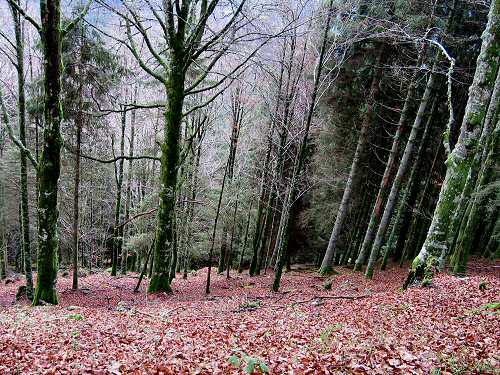 autunno in Valmenera nella Piana del Cansiglio