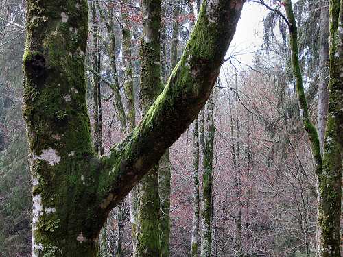 autunno in Valmenera nella Piana del Cansiglio