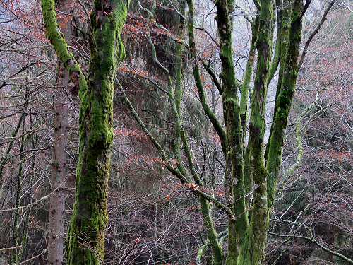 autunno in Valmenera nella Piana del Cansiglio