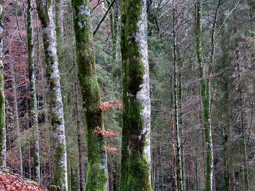 autunno in Valmenera nella Piana del Cansiglio