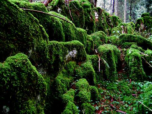 autunno in Valmenera nella Piana del Cansiglio