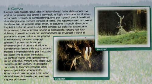 Pian Cansiglio - Foresta del Cansiglio