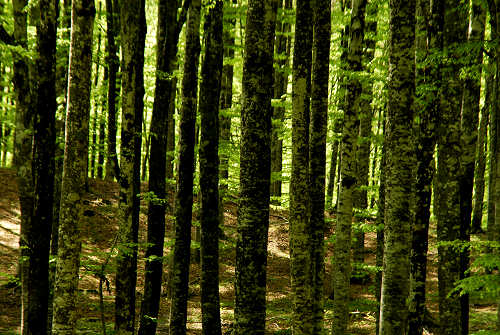 Vallorch passeggiata Pizzoch Millifret Col dela Feda Strada Taffarel