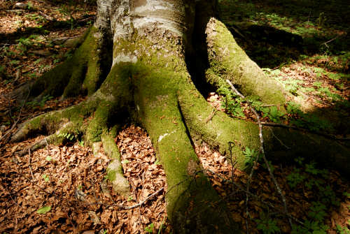 Vallorch passeggiata Pizzoch Millifret Col dela Feda Strada Taffarel
