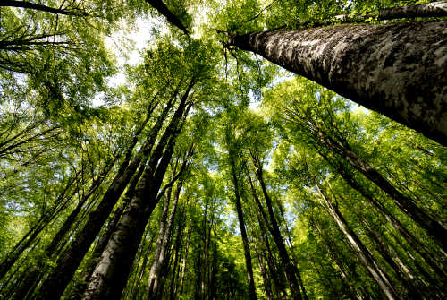 Vallorch passeggiata Pizzoch Millifret Col dela Feda Strada Taffarel