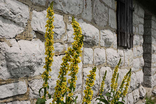 passeggiata delle malghe al Piancavallo