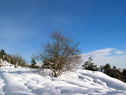 tra Pian Cavallo e Pian Cansiglio