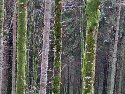 autunno in Valmenera nella Piana del Cansiglio