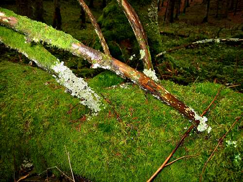 autunno in Valmenera nella Piana del Cansiglio