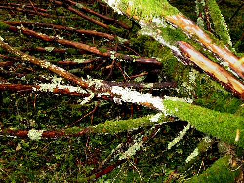 autunno in Valmenera nella Piana del Cansiglio