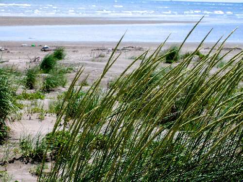 dune di Caleri