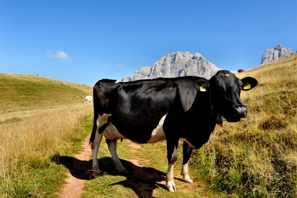 Trekking del Cristo Pensante, passo Rolle