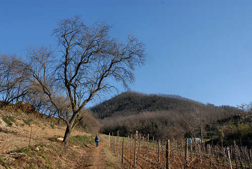 Monte di Lozzo Atestino, Parco Naturale Regionale dei Colli Euganei