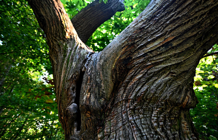 Bosco degli antichi maronari a Sottovenda nel Monte Venda, Colli Euganei