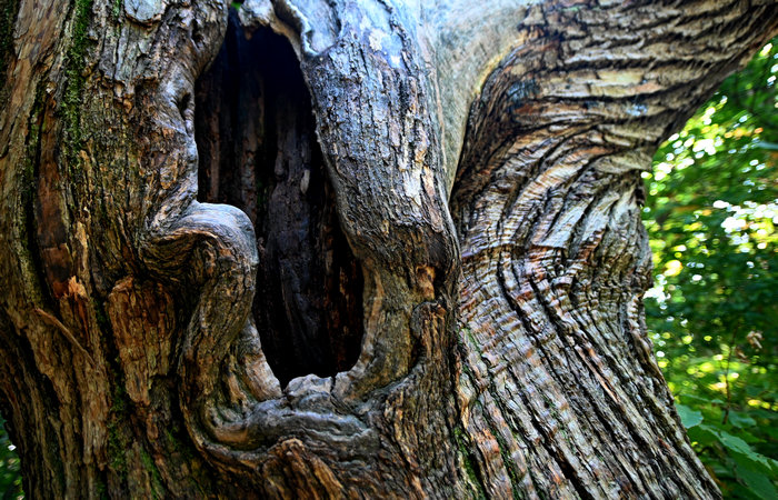 Bosco degli antichi maronari a Sottovenda nel Monte Venda, Colli Euganei