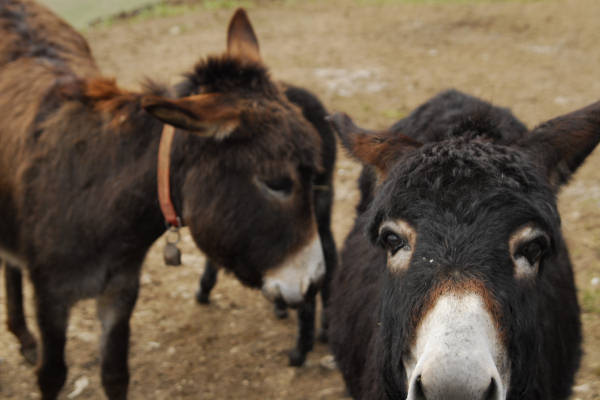 Cergnai Campel, chiesetta di San Mauro in Monte di Val Scura