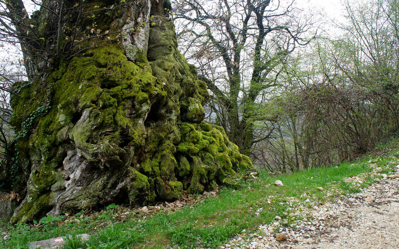 Castagner del Balech a Cilladon di Quero