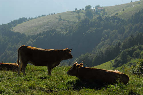 Colli Alti - Monte Grappa