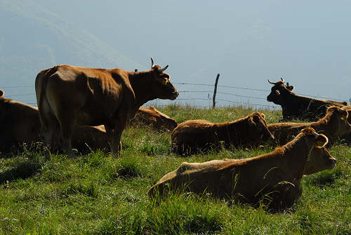 Colli Alti - Monte Grappa