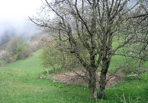 strada delle Penise o Moschina Bassa