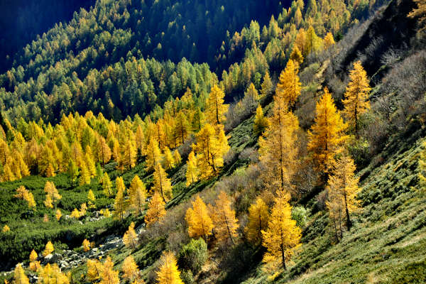 val Viosa, Palon Cavallara, Sternozzena, Orena Tolv&agrave;