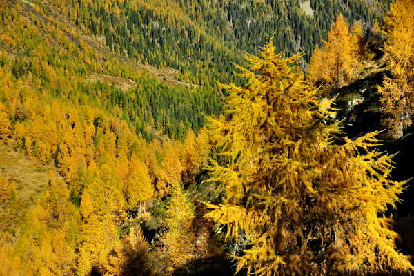 val Viosa, Palon Cavallara, Sternozzena, Orena Tolv&agrave;